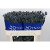 Eryngium Blue Dynamite