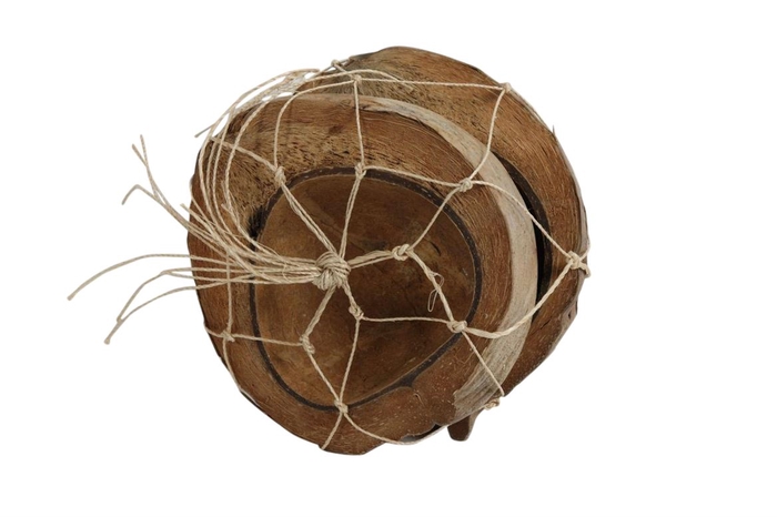 Coconut Half 2 Pcs H19D19