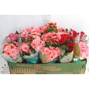 BEGONIA P11