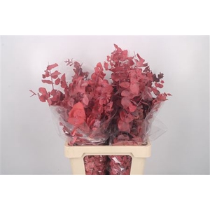 Stabi Stuartiana Red Per Bunch