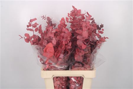 <h4>Stabi Stuartiana Red Per Bunch</h4>