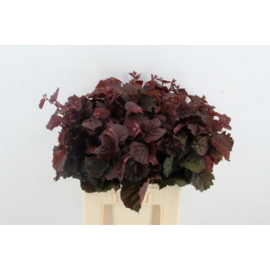CORYL  ROTER ZELLE