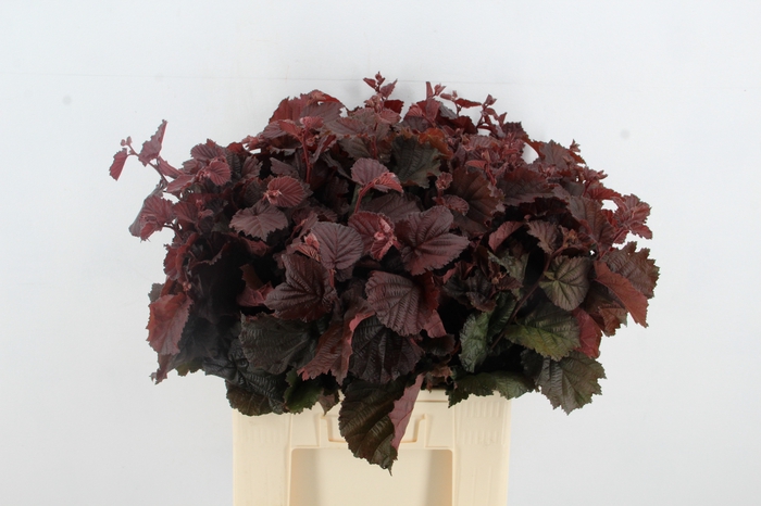 <h4>CORYL  ROTER ZELLE</h4>