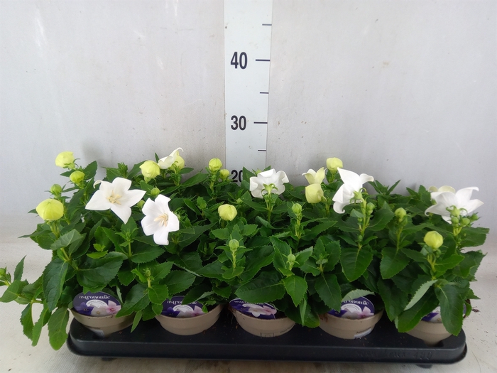 <h4>Platycodon grand. 'Astra White'</h4>