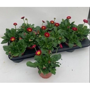 BELLIS P KL SP PL RE