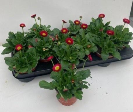 <h4>BELLIS P KL SP PL RE</h4>