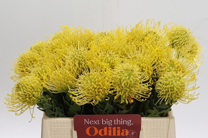 <h4>Nutans Ayoba Gold</h4>