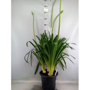 Agapanthus  'Big White'