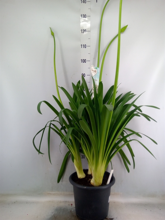 <h4>Agapanthus  'Big White'</h4>