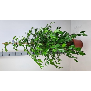 Ficus benja. 'Exotica'