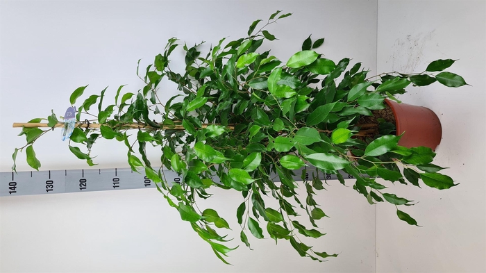 <h4>Ficus benja. 'Exotica'</h4>