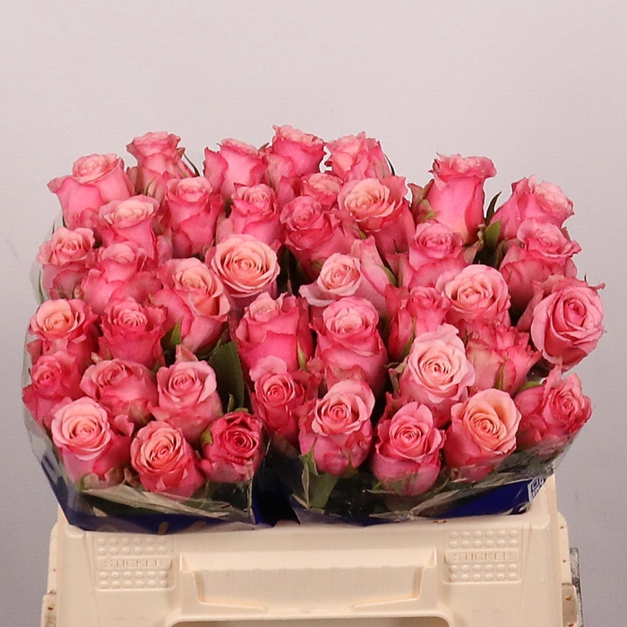 <h4>R GR RAMONDA</h4>