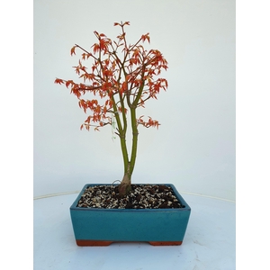 Acer palmatum katsura, pot 25cm.
