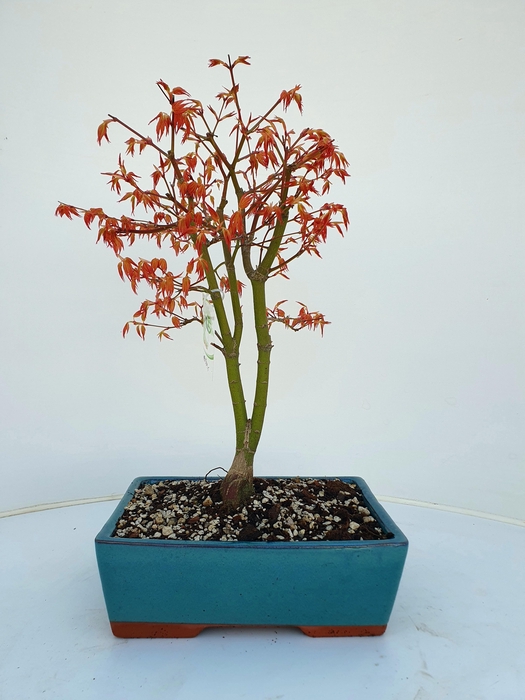<h4>Acer palmatum katsura, pot 25cm.</h4>