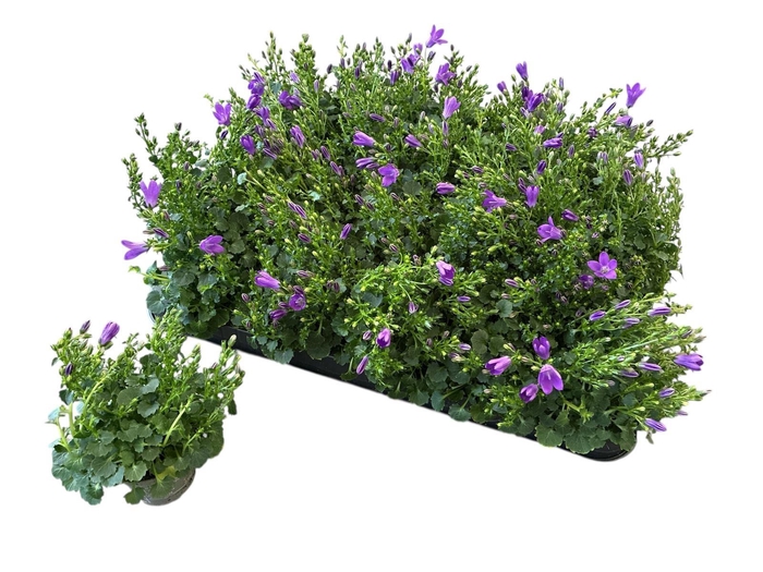 <h4>CAMP POR ROYAL</h4>