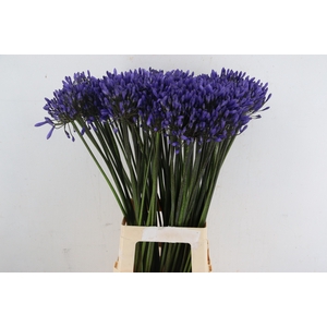 AGAPANTHUS DAVOS