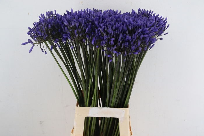<h4>AGAPANTHUS DAVOS</h4>