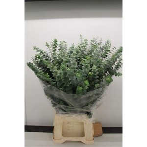 Euc Baby Blue Afr 200gr