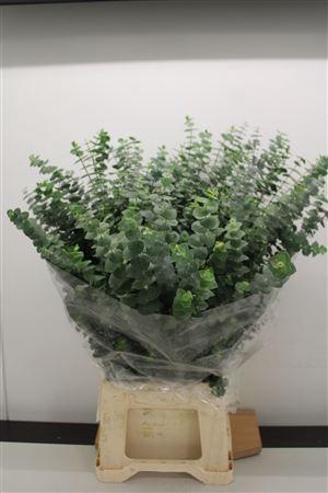 Euc Baby Blue Afr 200gr