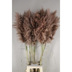 Df Pampas 115cm Brown