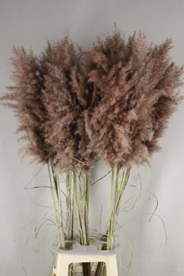 <h4>Df Pampas 115cm Brown</h4>