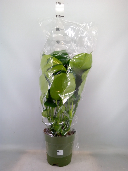 <h4>Monstera delic.</h4>