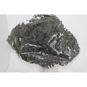 AVENCA NATURAL DESIDRATADO P/ DECORACAO