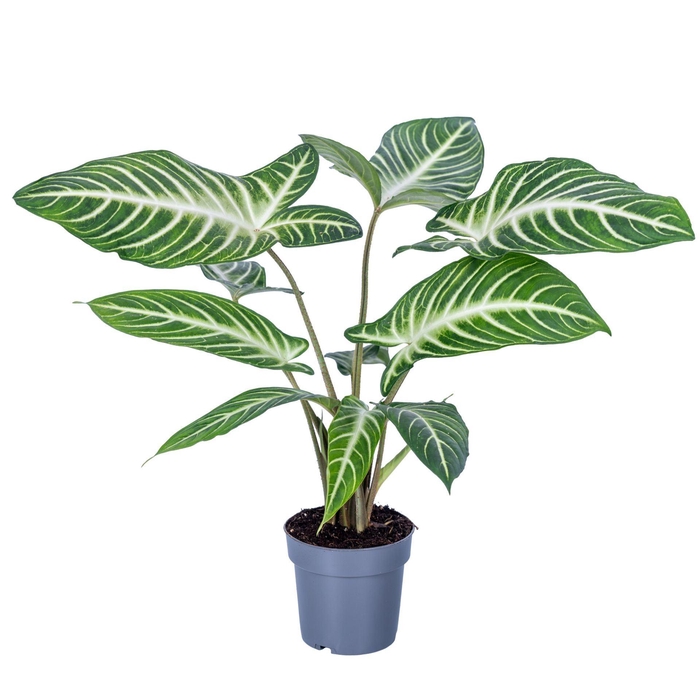 <h4>Overig planten</h4>