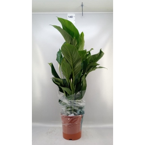 Spathiphyllum  'Sweet Lauretta'