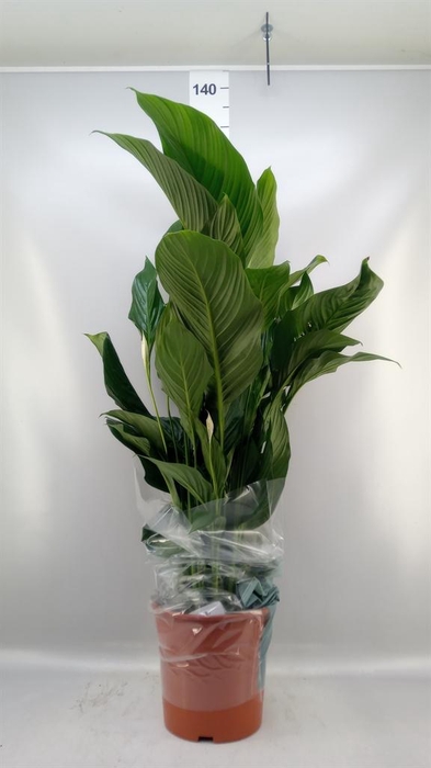 <h4>Spathiphyllum 'Sweet Lauretta'</h4>