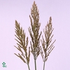 Sorghum A Panselaria
