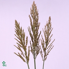 Sorghum A Panselaria