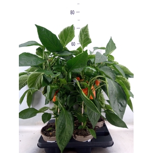 Capsicum annuum   ...paprika