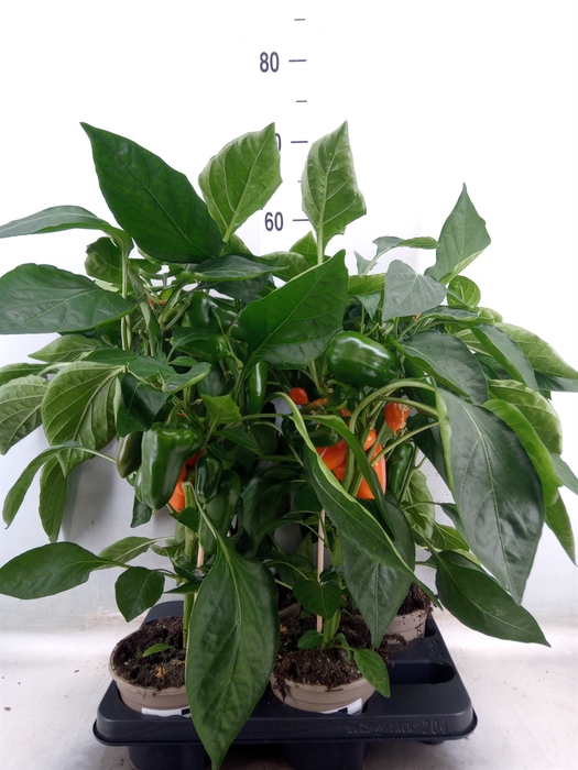 <h4>Capsicum annuum   ...paprika</h4>