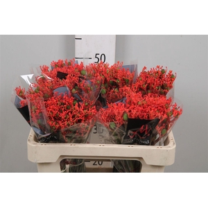 Jatropha P Firecrack