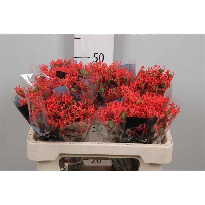 <h4>Jatropha P Firecrack</h4>