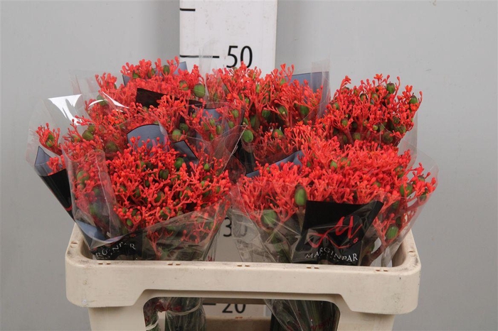 Jatropha P Firecrack