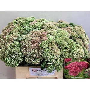 SEDUM SPECTABILE