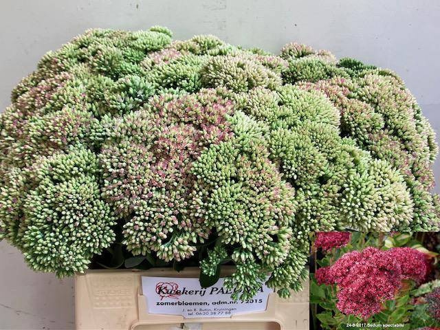<h4>SEDUM SPECTABILE</h4>