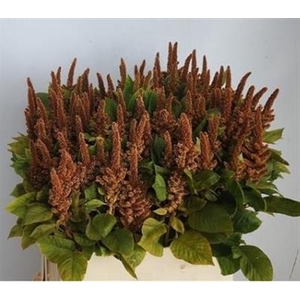 DROOG AMARANTHUS BRONZE