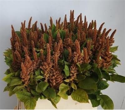 <h4>DROOG AMARANTHUS BRONZE</h4>