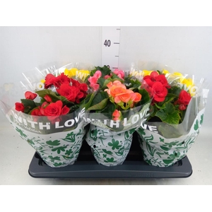 Begonia elat. DU   ...mix