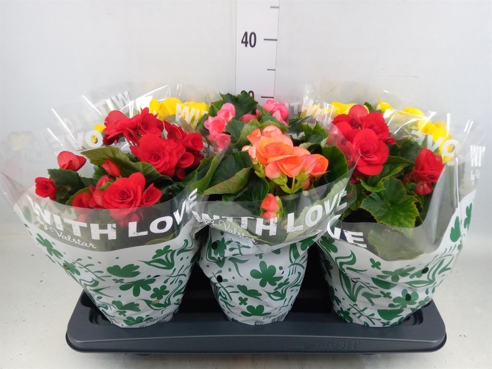<h4>Begonia elat. DU   ...mix</h4>
