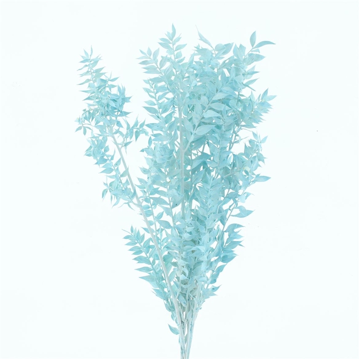 Pres Ruscus Bleached Pastel Light Blue Per Stem