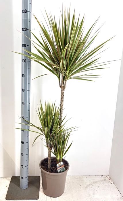 <h4>DRA MARG BICOLOR</h4>