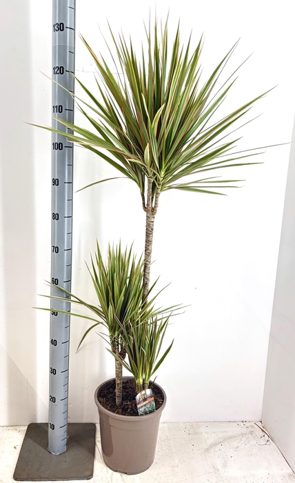 <h4>DRA MARG BICOLOR</h4>