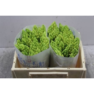 Hyac Yellow Queen