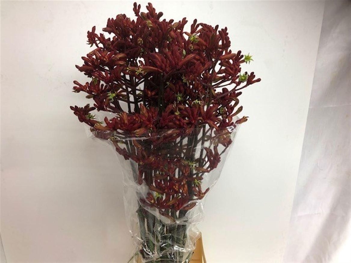 <h4>ANIGOZ EARLY SPRING</h4>