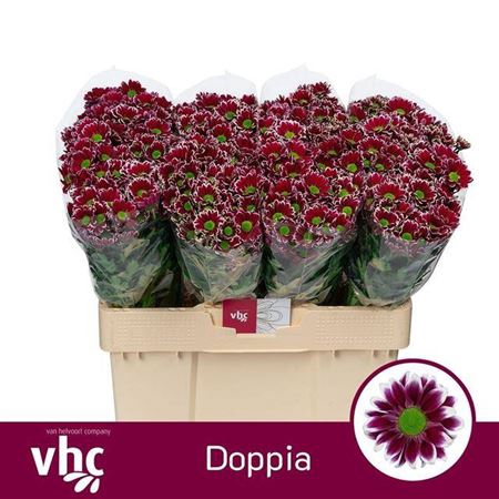 <h4>Chr San Doppia</h4>