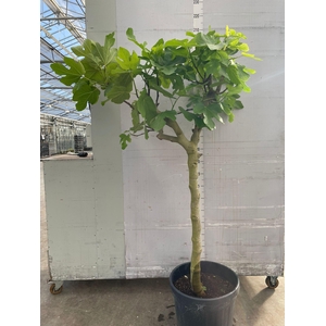 FICUS CARICA